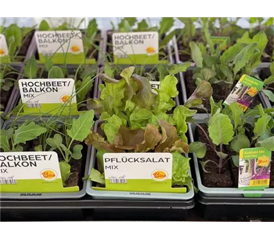 Salat- / Gemüse- Setzlinge MIX Salat- / Gemüse- Setzlinge MIX