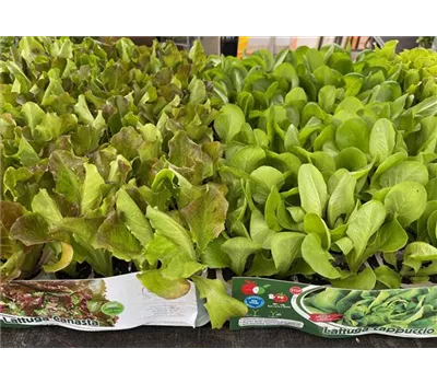 Salat- / Gemüse- Setzlinge italien. Salat- / Gemüse- Setzlinge italien.