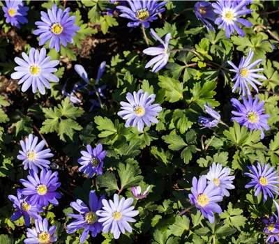 Anemone blanda 'Charmer'