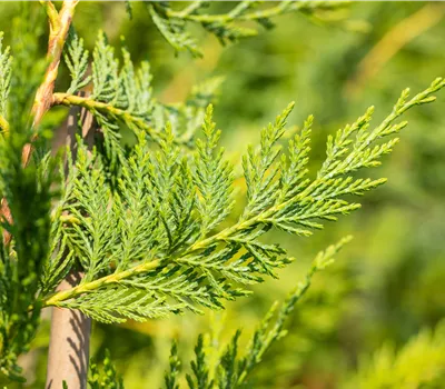 Cupressocyparis leylandii Cupressocyparis leylandii