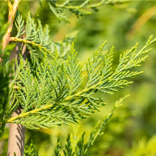 Cupressocyparis leylandii