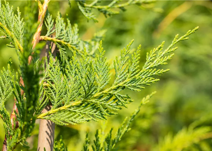 Cupressocyparis leylandii