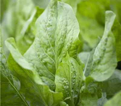 Cichorium intybus Cichorium intybus