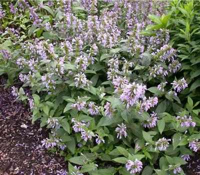 Agastache foeniculum Agastache foeniculum