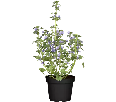 Malva sylvestris, pink Malva sylvestris, pink