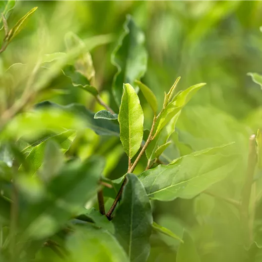 Elaeagnus multiflora
