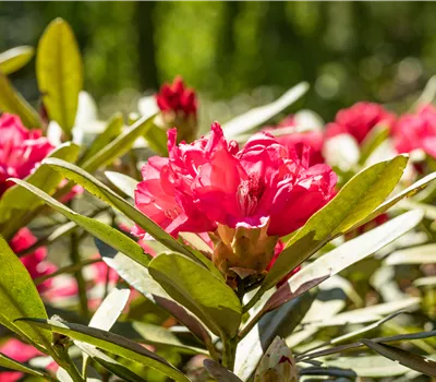Rhododendron yak.'Sneezy' Rhododendron yak.'Sneezy'