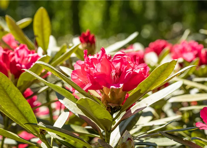 Rhododendron yak.'Sneezy'