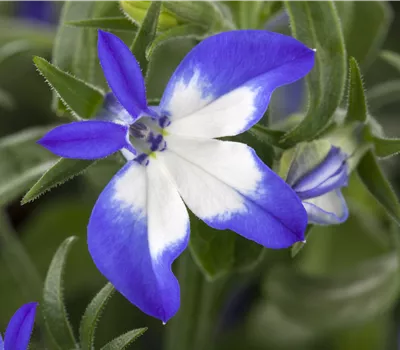 Lobelia erinus 'Richardii'