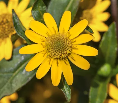 Sanvitalia speciosa 'Aztekengold'