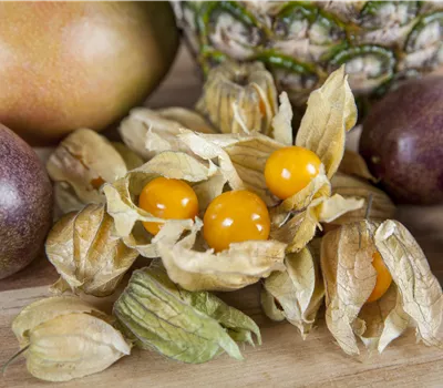 Physalis peruviana Physalis peruviana