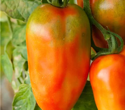 Solanum lycopersicum, Tomate 'San Marzano' Solanum lycopersicum, Tomate 'San Marzano'