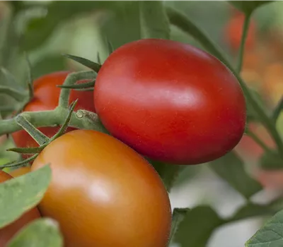 Solanum lycopersicum, Tomate Eiertomate Solanum lycopersicum, Tomate Eiertomate