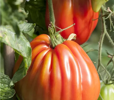 Solanum lycopersicum, Tomate Ochsenherz Solanum lycopersicum, Tomate Ochsenherz