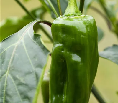 Capsicum annuum Snack Paprika Capsicum annuum Snack Paprika