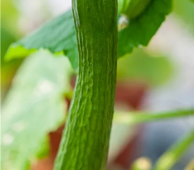 Cucumis sativus Mini - Schlangengurke Cucumis sativus Mini - Schlangengurke