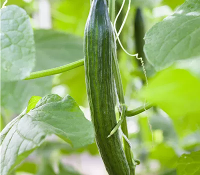 Cucumis sativus Gurke Schlangengurke Cucumis sativus Gurke Schlangengurke