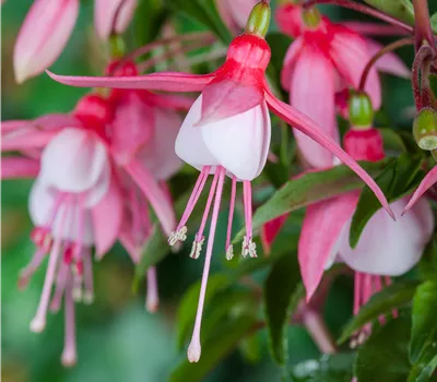 Fuchsia Hybride, stehend