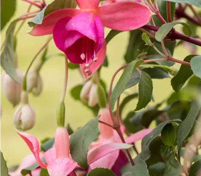 Fuchsia - Hybride, hängend