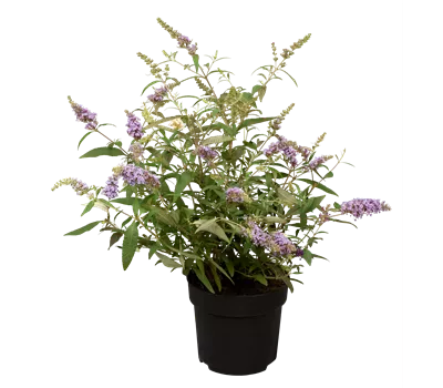 Buddleja davidii 'Buzz' Trio Farben gemischt