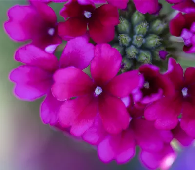 Verbena Hybriden