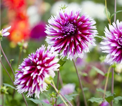 Dahlia Hybriden