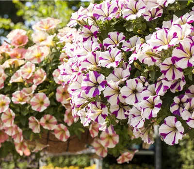 Petunia Hybriden Peppy