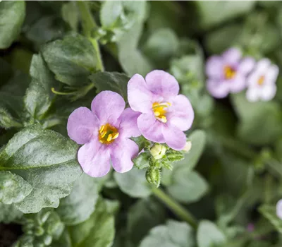 Bacopa, Sutera cordata