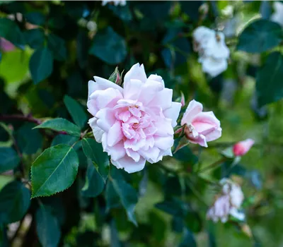 Rosa 'Albertine' KL