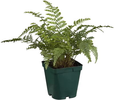 Polystichum setiferum