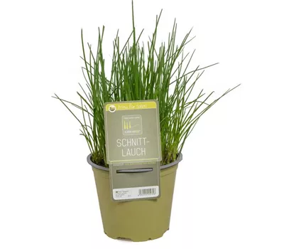 Allium schoenoprasum Allium schoenoprasum