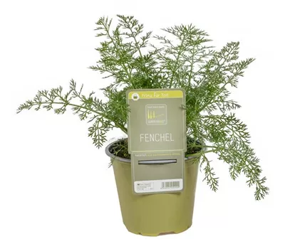 Foeniculum vulgare Foeniculum vulgare