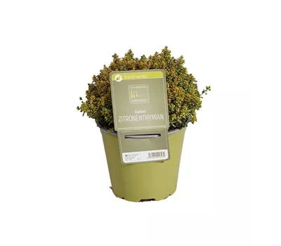 Thymus x citriodorus 'Lemon' Thymus x citriodorus 'Lemon'