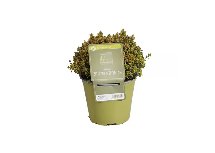 Thymus x citriodorus 'Lemon'