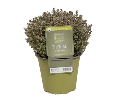 Thymus vulgaris 'Silver Posie' Thymus vulgaris 'Silver Posie'