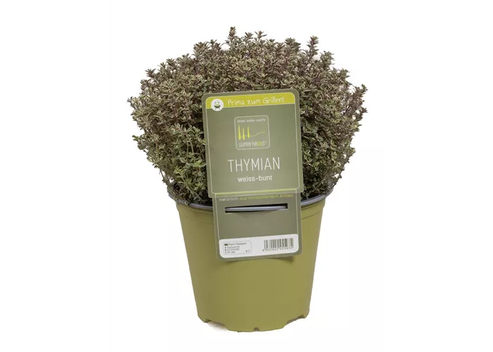 Thymus vulgaris 'Silver Posie'