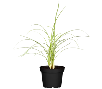 Cymbopogon citratus Cymbopogon citratus