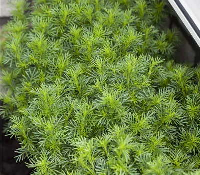 Tagetes filifolia Tagetes filifolia