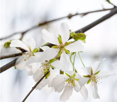 Prunus yedoensis 'Ivensii'