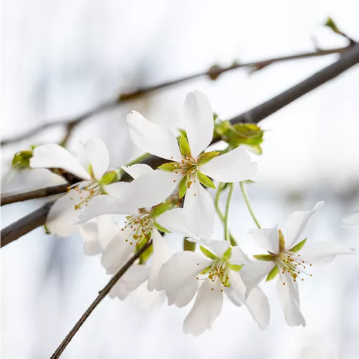 Prunus yedoensis 'Ivensii' Prunus yedoensis 'Ivensii'