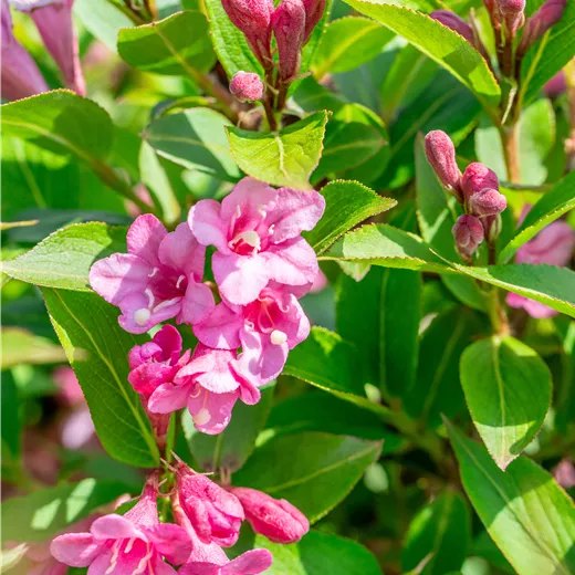 Weigela florida 'Pink Poppet' -R-