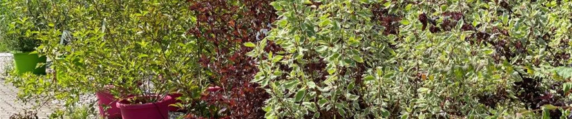 Sträucher kaufen in Murnau