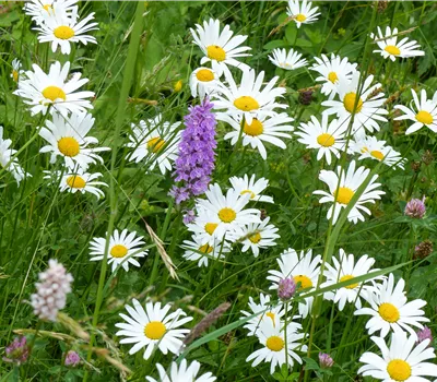 Dactylorhiza majalis Dactylorhiza majalis