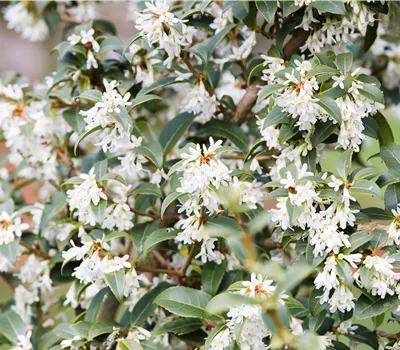 Osmanthus burkwoodii Osmanthus burkwoodii