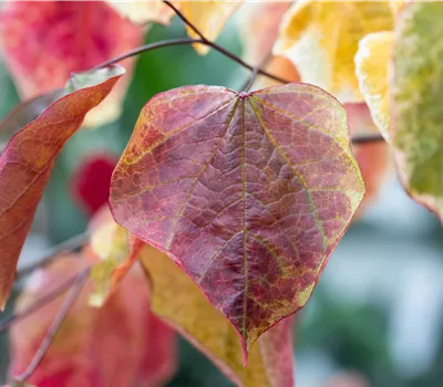 Cercis canadensis 'Carolina Sweetheart' -R-