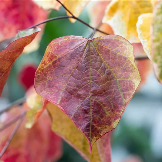 Cercis canadensis 'Carolina Sweetheart' -R-
