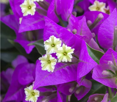 Bougainvillea glabra 'Sanderiana'