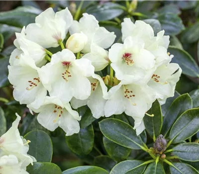 Rhododendron yak.'Flava' Rhododendron yak.'Flava'