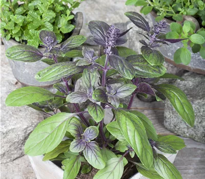 Ocimum basilicum 'Magic Blue' Ocimum basilicum 'Magic Blue'