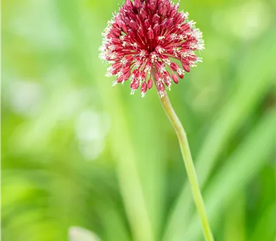 Allium sphaerocephalon